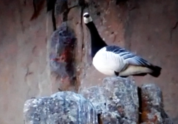 刚出生的黑雁从几百米的悬崖飞下